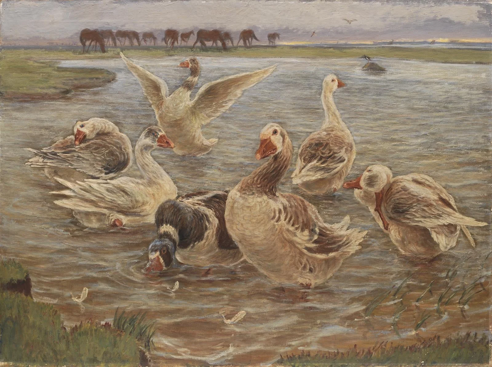 Geese on the Island of Saltholm