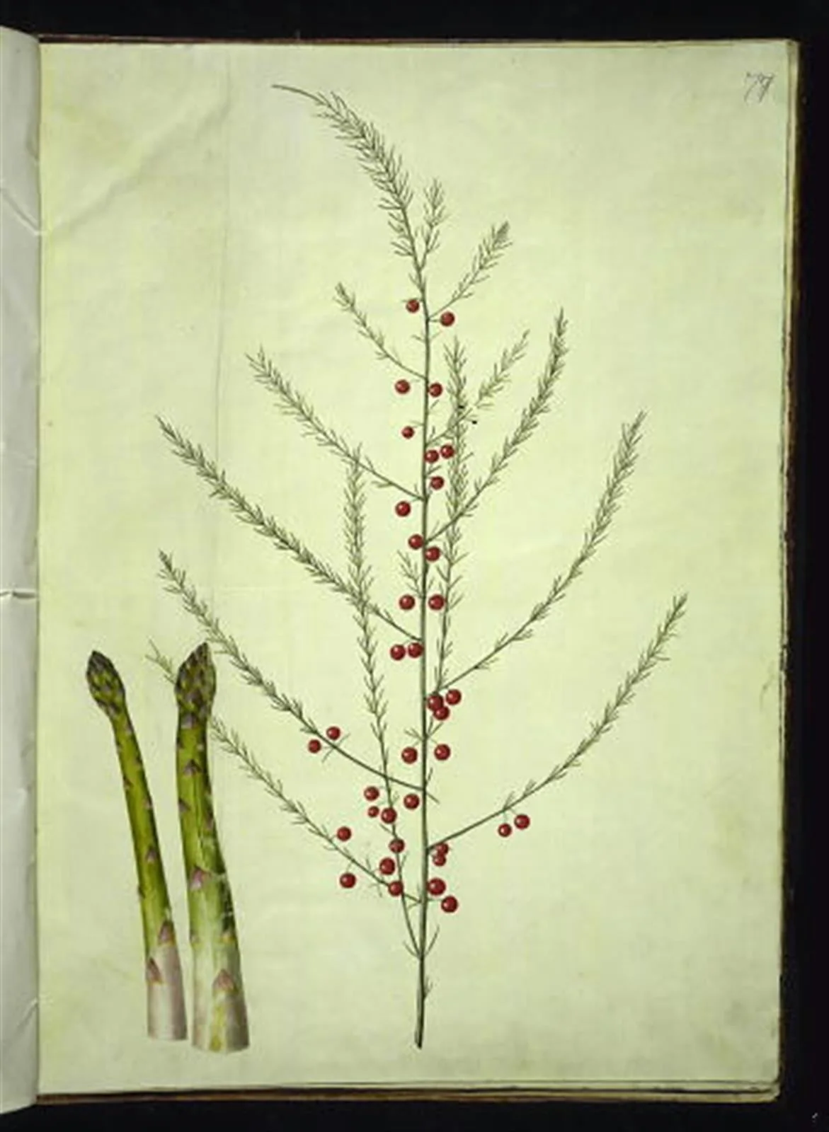 Asparagus officinalis (almindelig asparges), by Unknown, unspecified, 1654