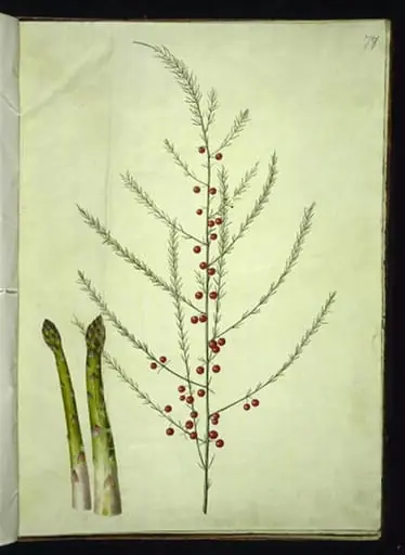 Asparagus officinalis (almindelig asparges)