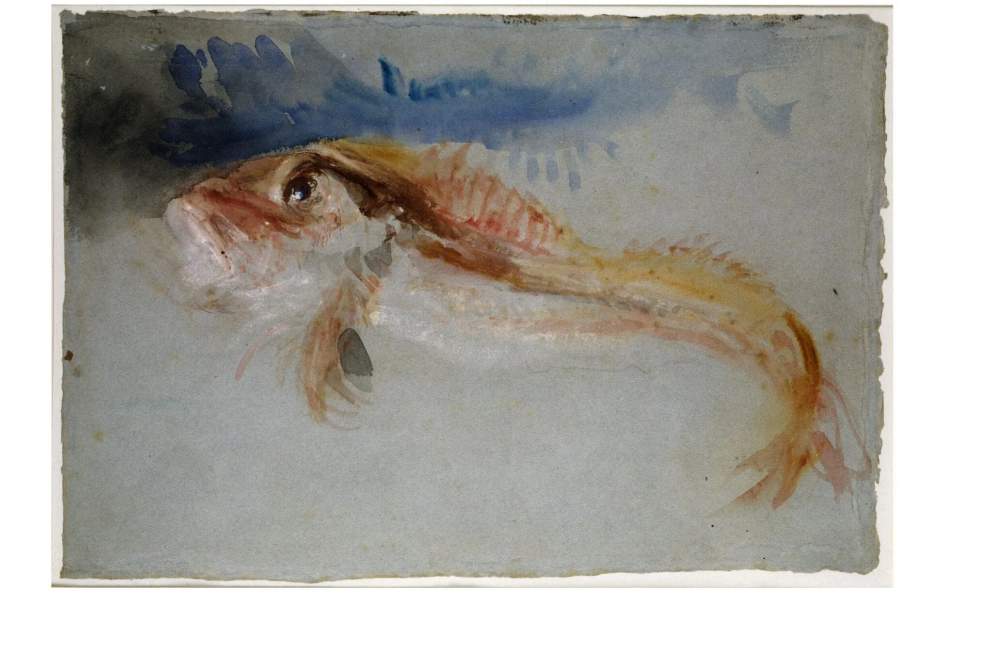 A Gurnard, by Joseph Mallord William Turner, watercolor, 1840