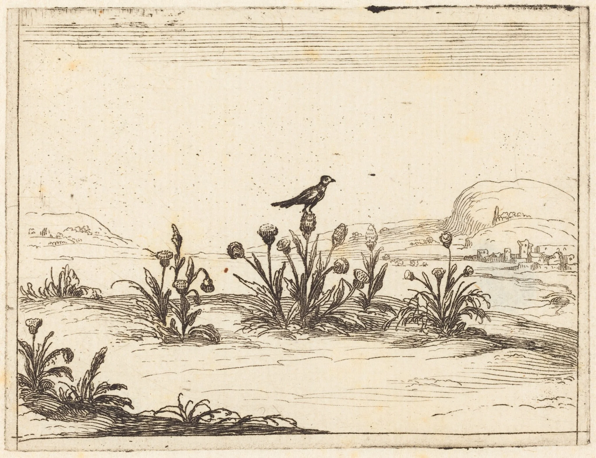 Bird Perched in a Thistle, by Jacques Callot, ink, 1628