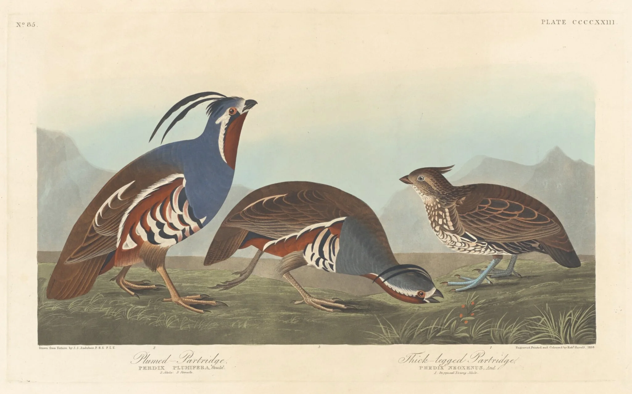 Plumed Partridge and Thick-legged Partridge, by Robert Havell Jr., ink, 1838