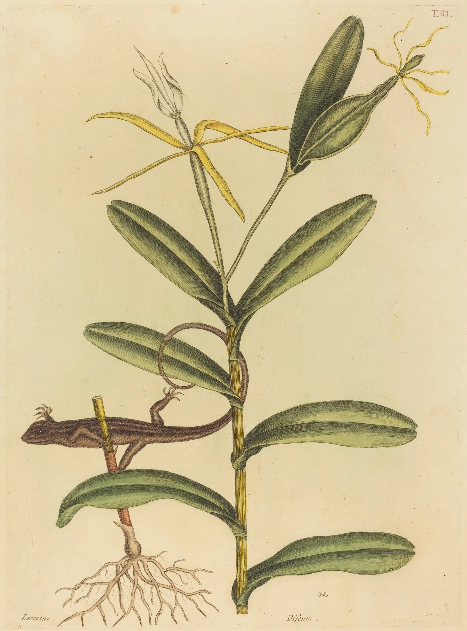 The Lyon Lizard (Lacerta 6-lineata), by Mark Catesby, ink, 1737