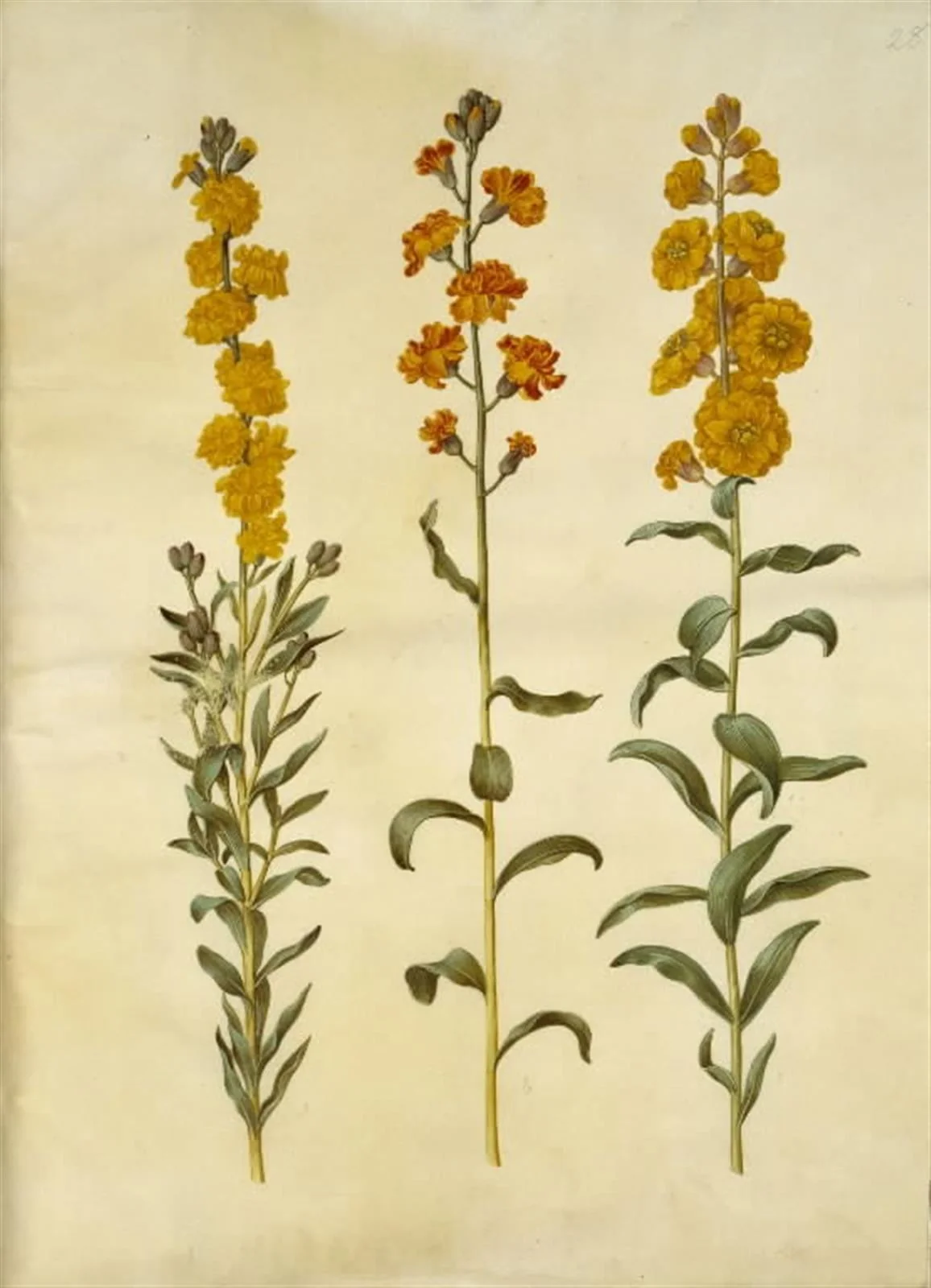 Erysimum cheiri (gyldenlak), by Unknown, unspecified, 1654