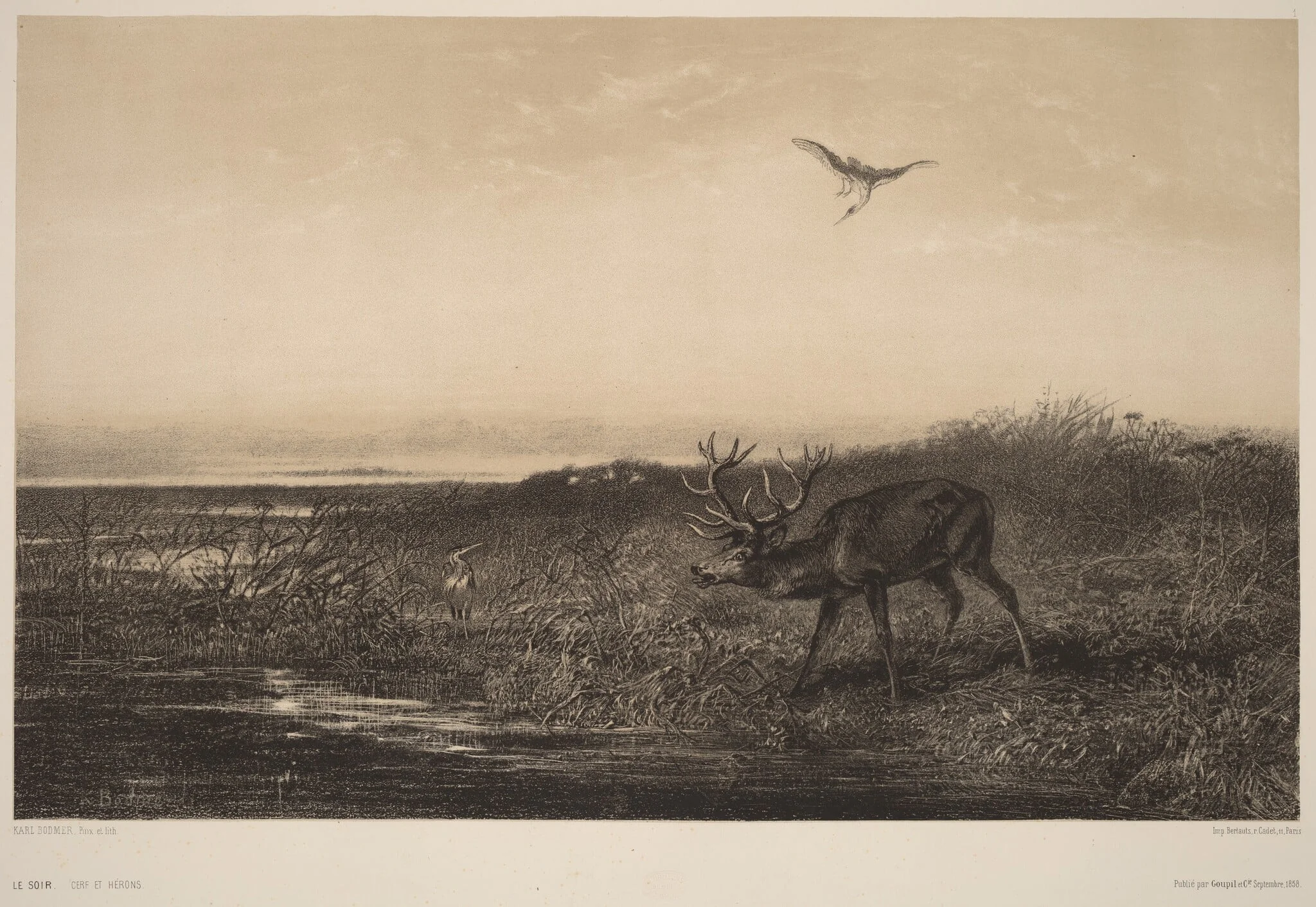 Le Soir.  Cerf et Herons, by Karl Bodmer, ink, 1851