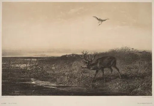 Le Soir.  Cerf et Herons