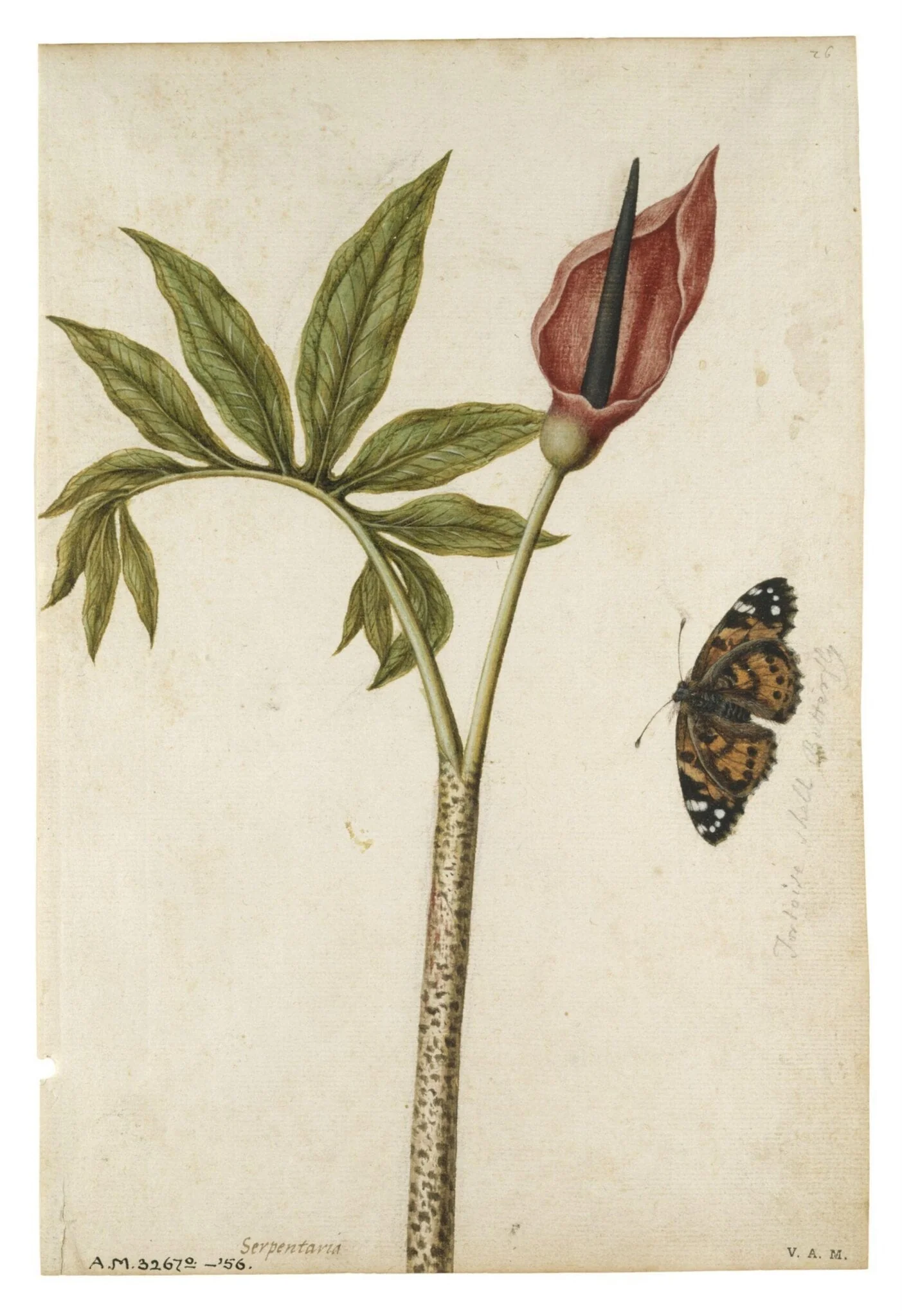Dragon arum flower and tortoiseshell butterfly