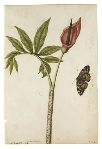 Dragon arum flower and tortoiseshell butterfly