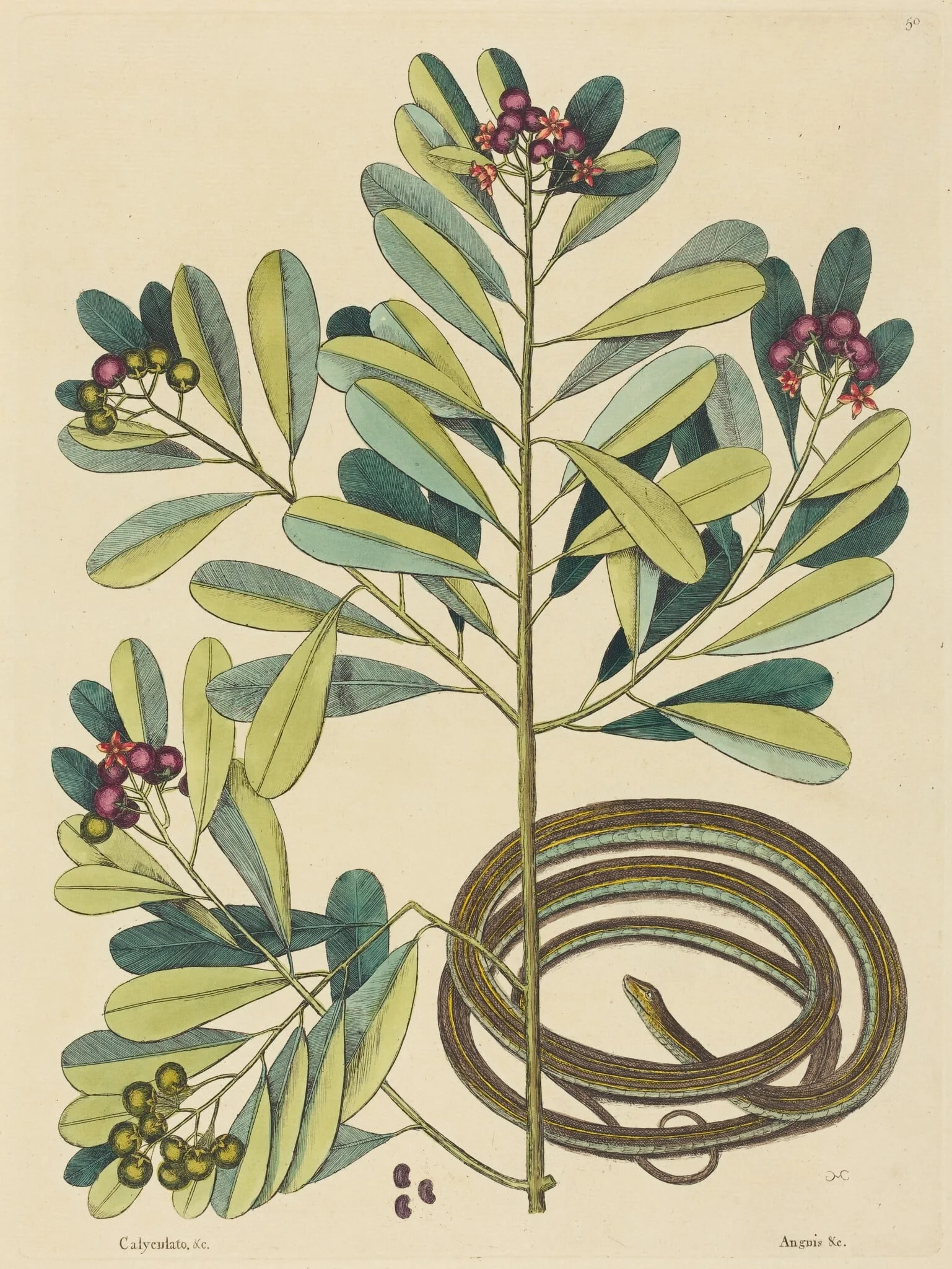 The Ribbon Snake (Coluber saurita), by Mark Catesby, ink, 1737
