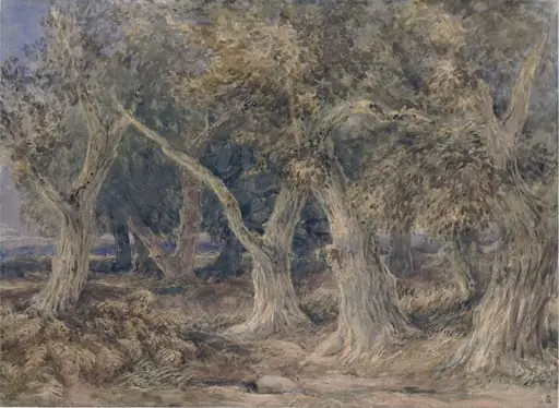 A Forest Scene