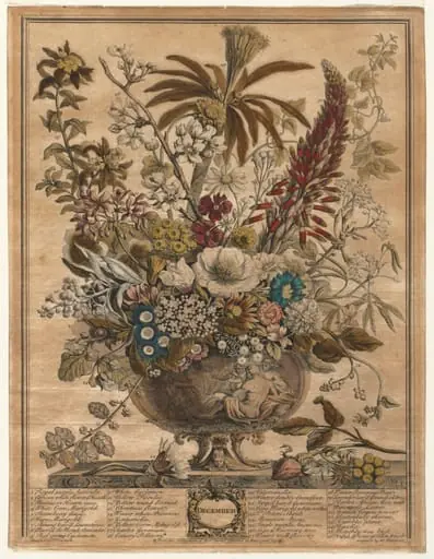 Twelve Months of Flowers:  December