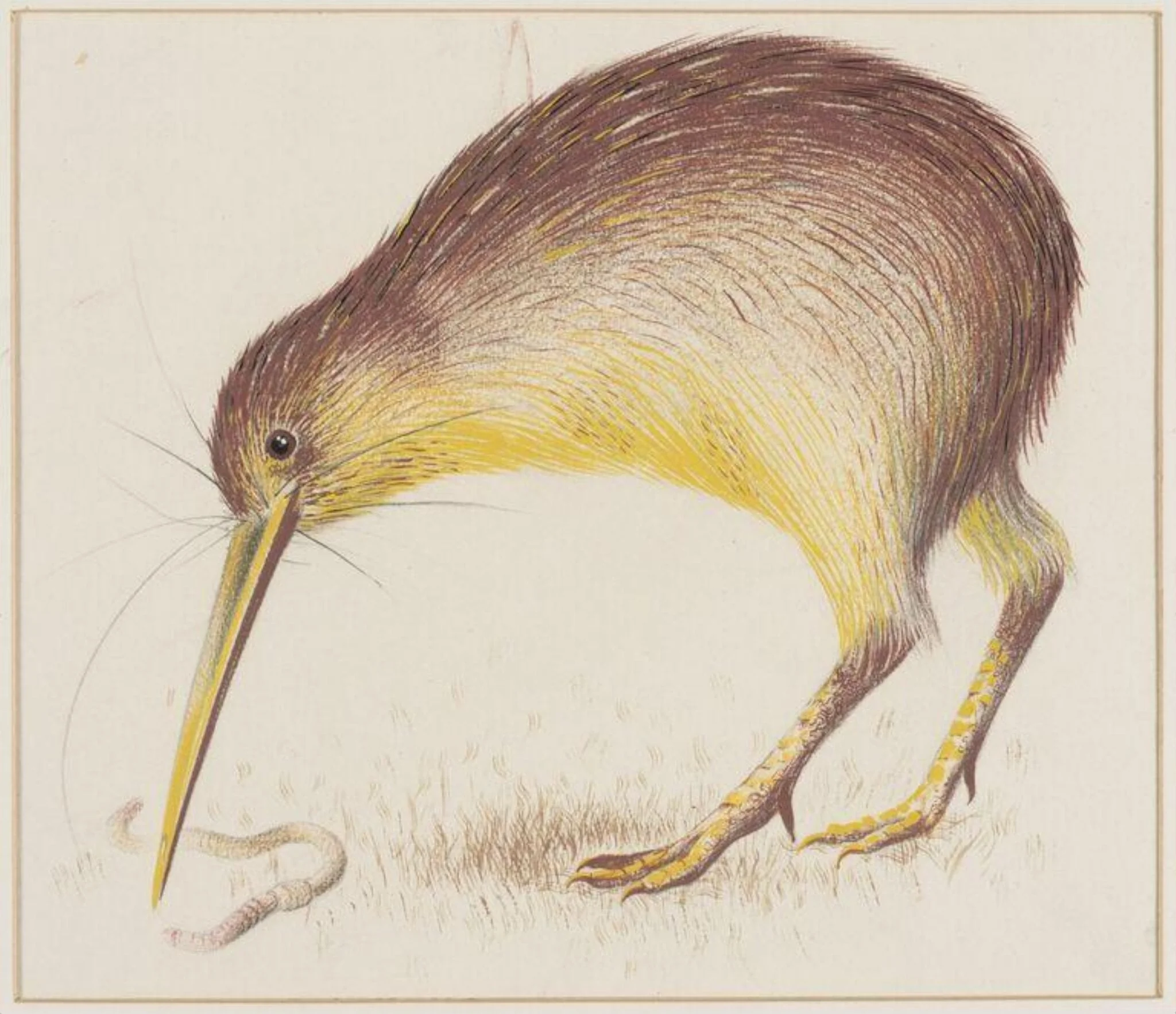 Kiwi