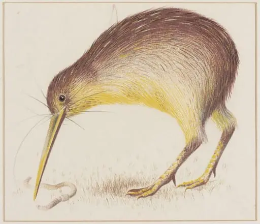 Kiwi