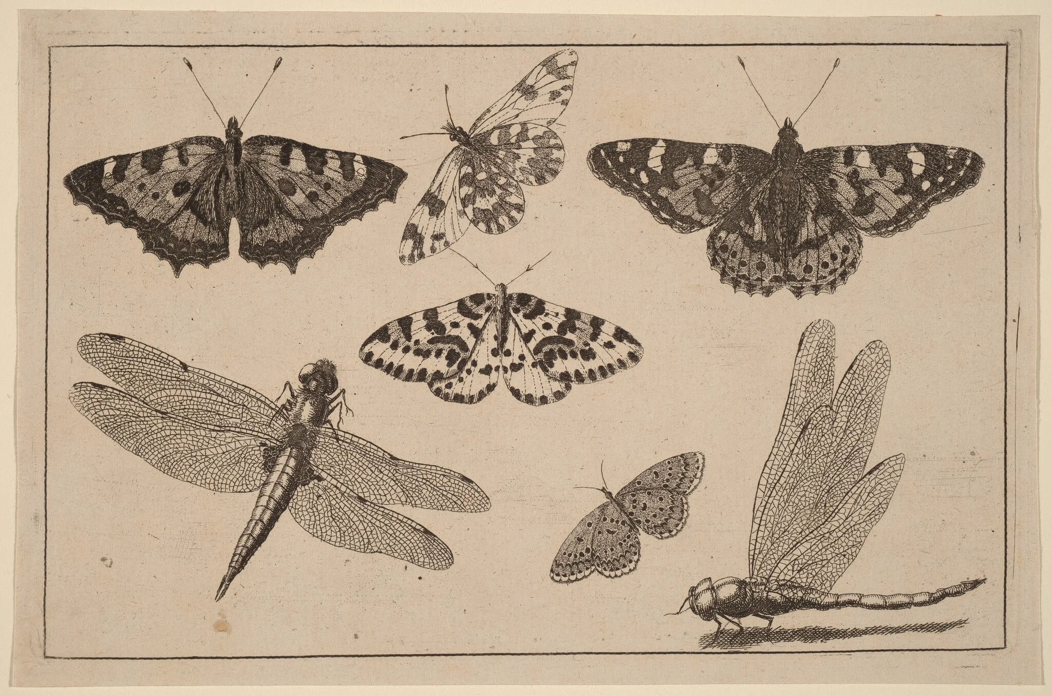 Two Dragonflies and Five Butterflies, by Wenceslaus Hollar, ink, 1648