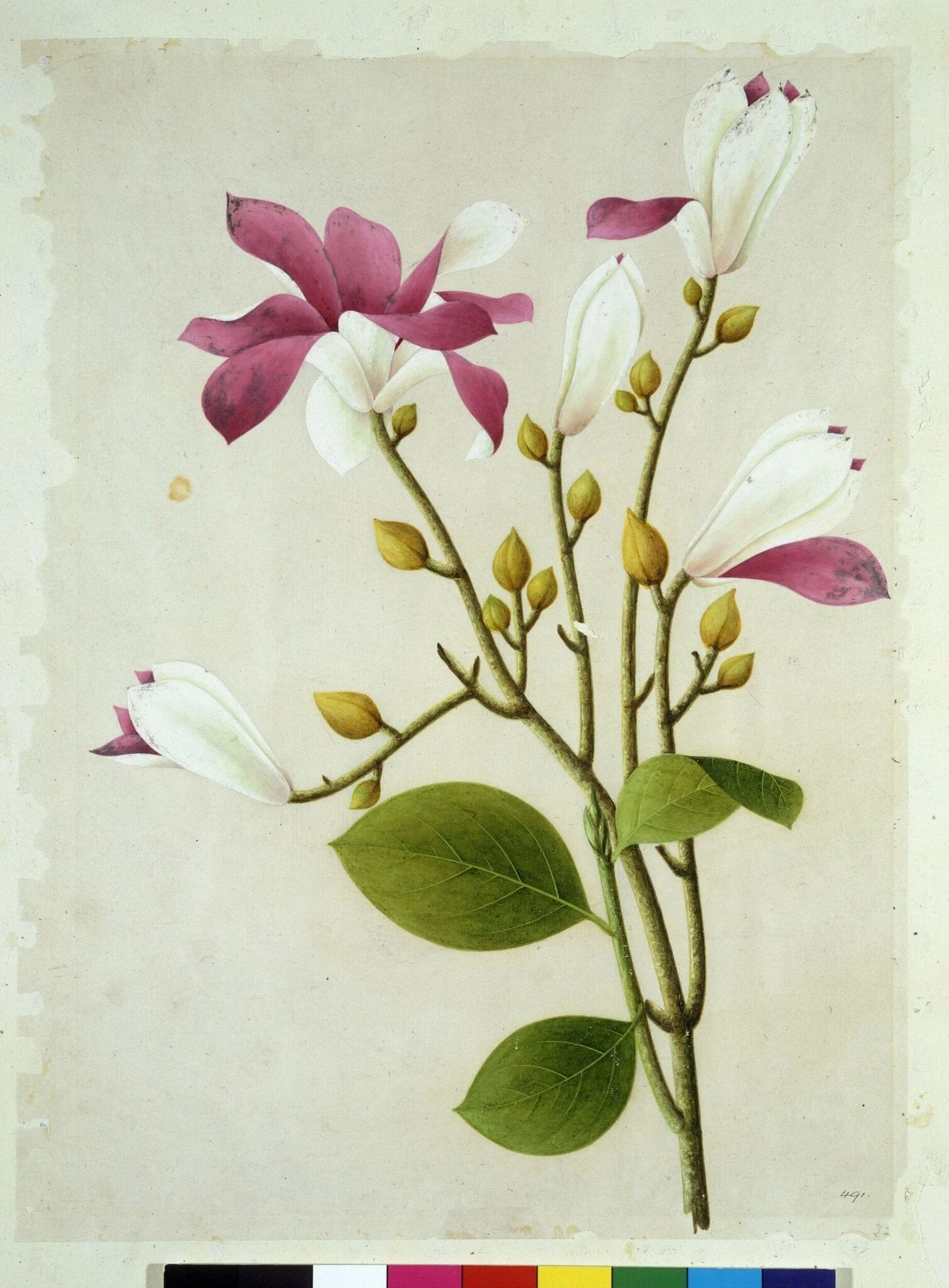Purple Magnolia, by Unknown, paint, 1800
