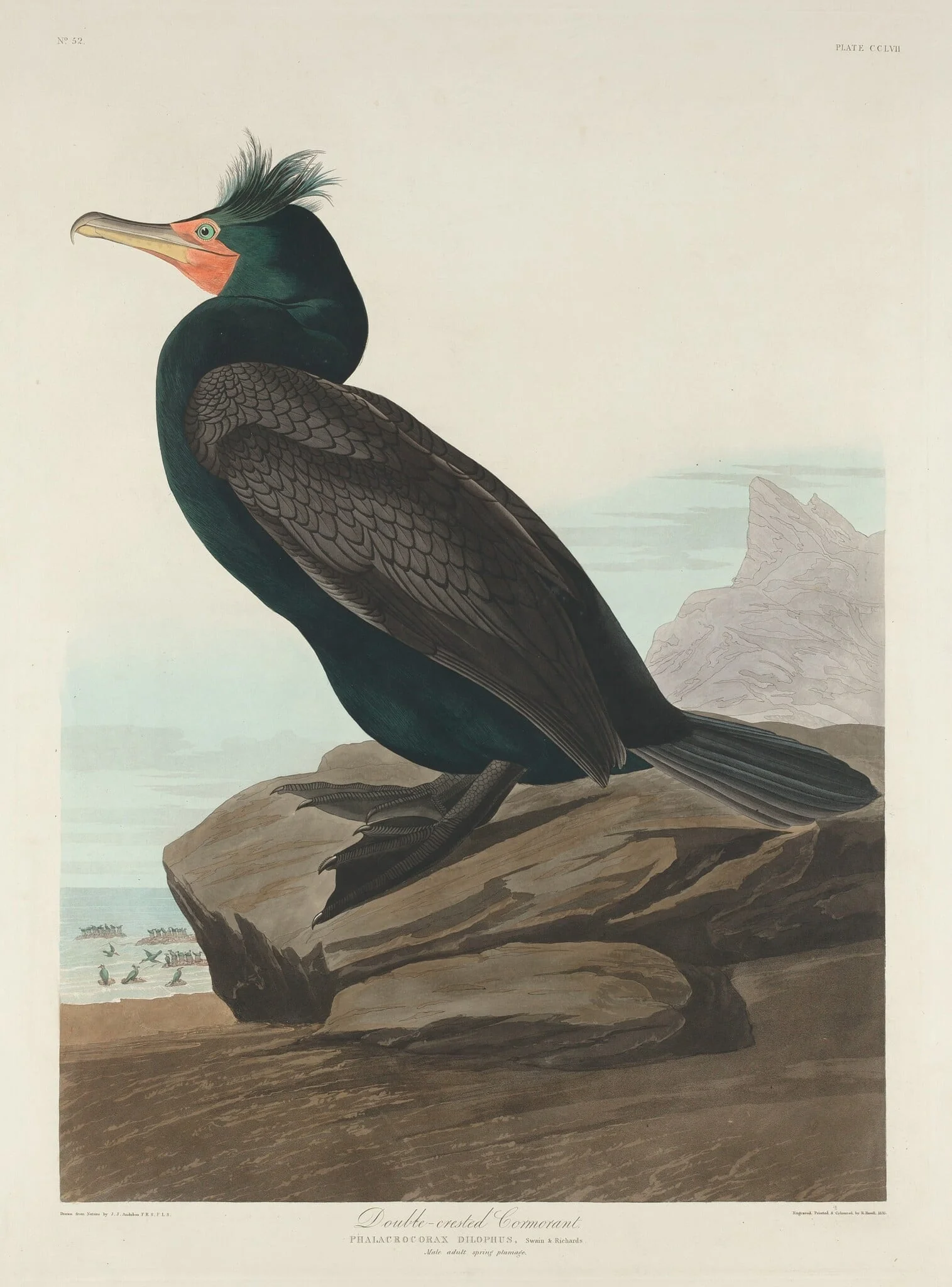 Double-crested Cormorant, by Robert Havell Jr., ink, 1835