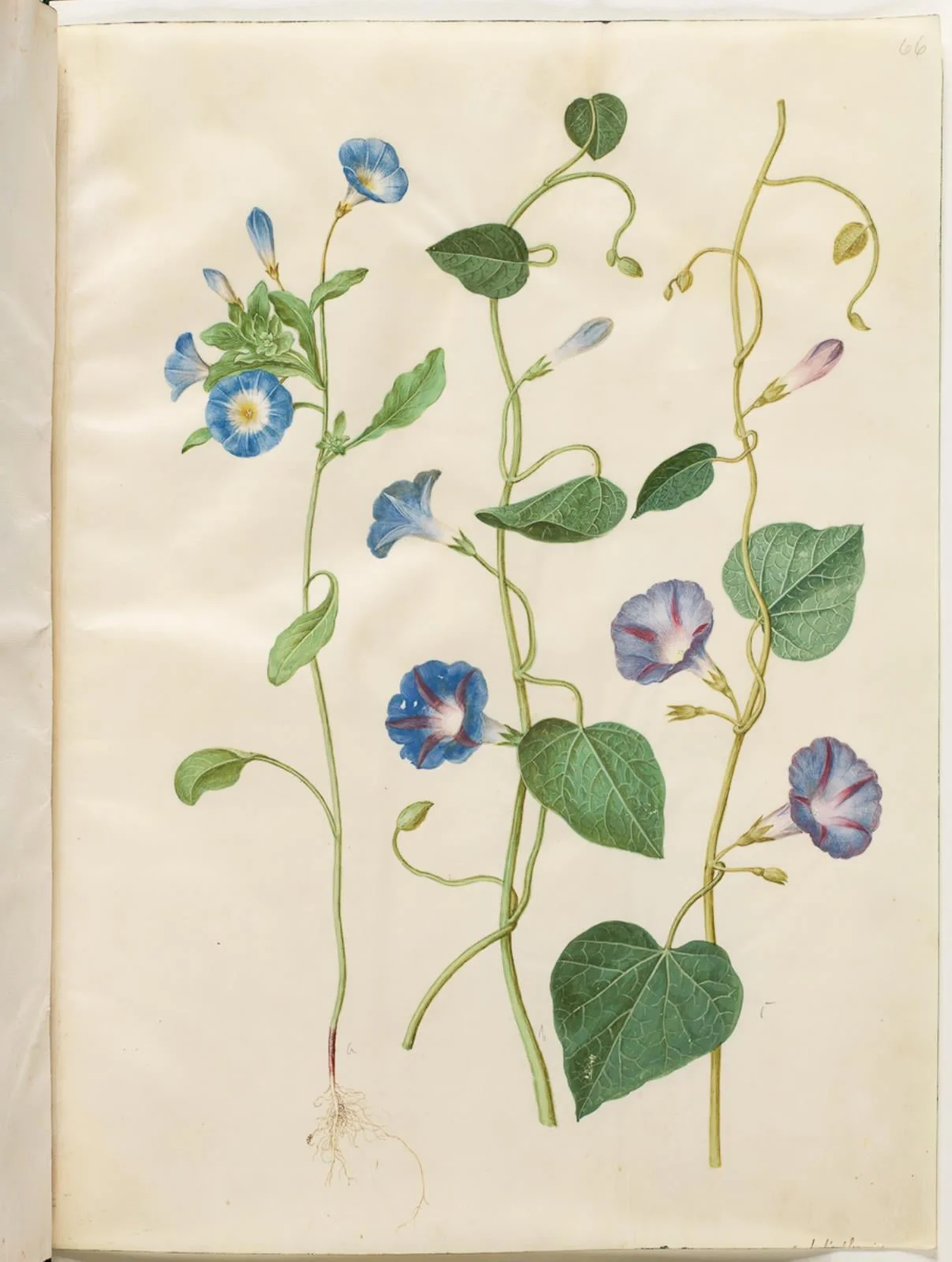Convolvulus tricolor (jomfruskørt); Ipomoea purpurea (purpur-pragtsnerle), by Unknown, unspecified, 1654