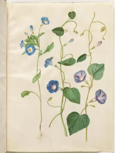 Convolvulus tricolor (jomfruskørt); Ipomoea purpurea (purpur-pragtsnerle)
