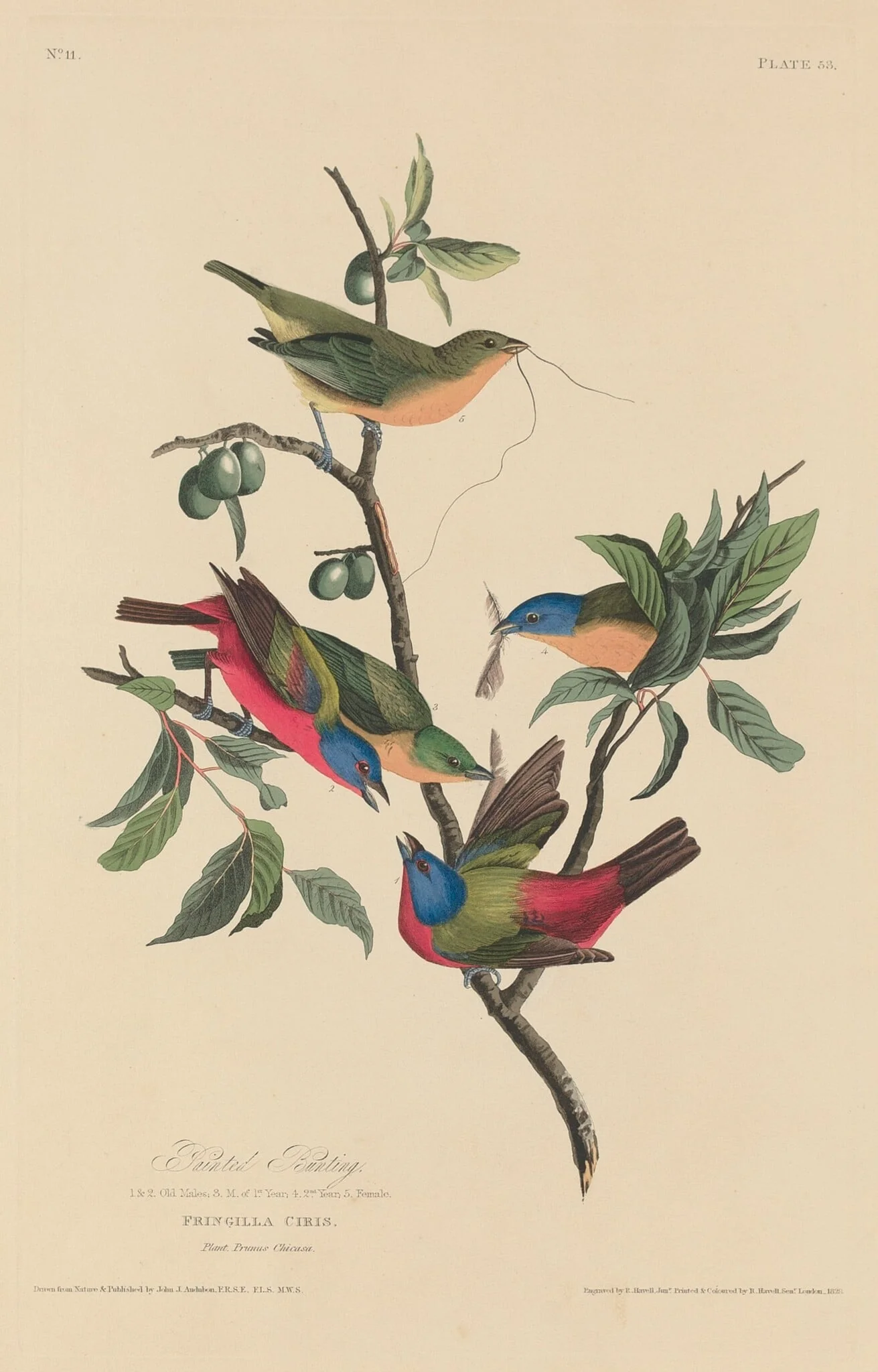 Painted Bunting, by Robert Havell Jr., ink, 1829