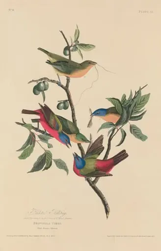 Painted Bunting