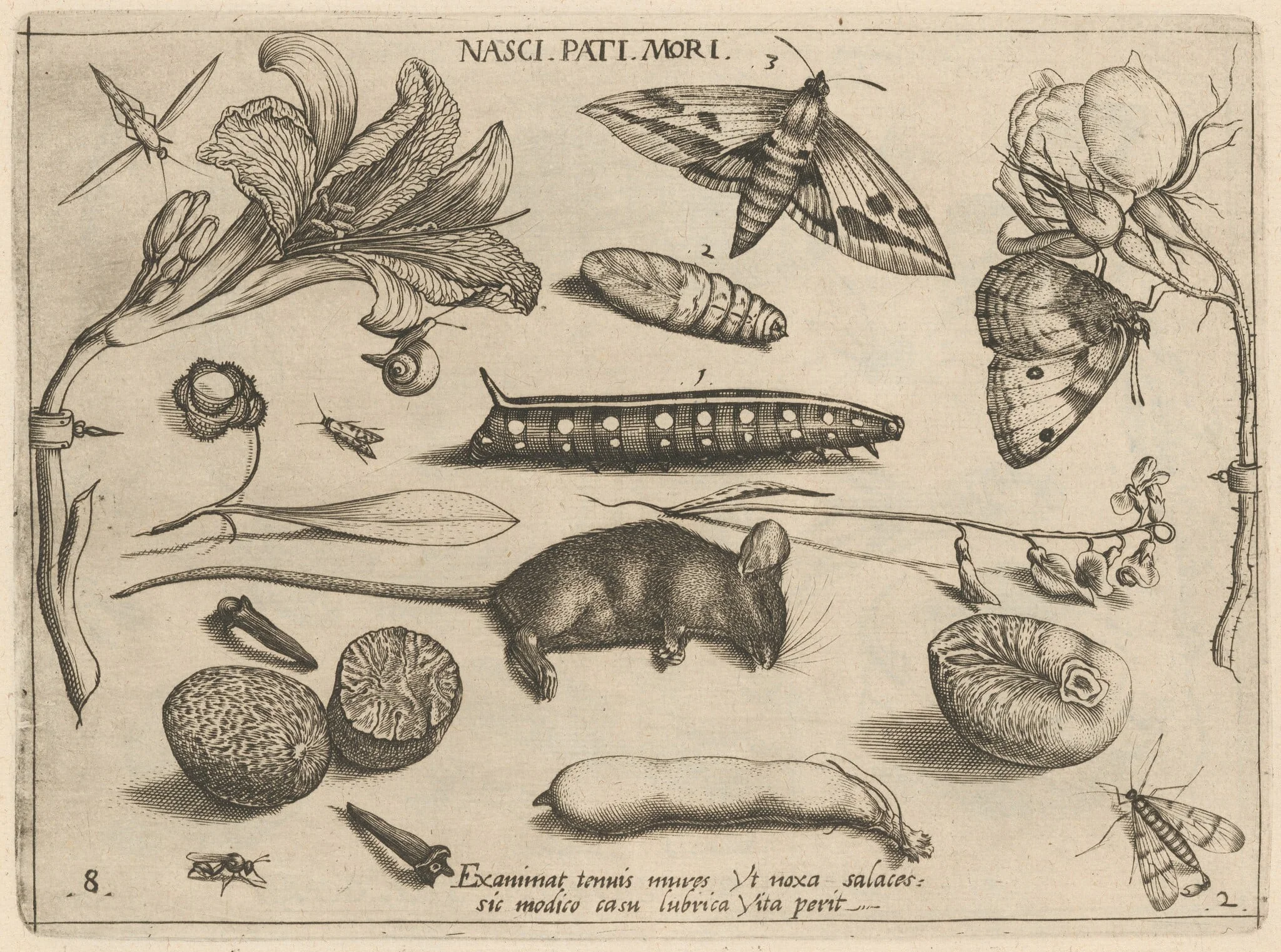 Archetypa studiaque patris Georgii Hoefnagelii [Part 2, Plate 8], by Jacob Hoefnagel, ink, 1592