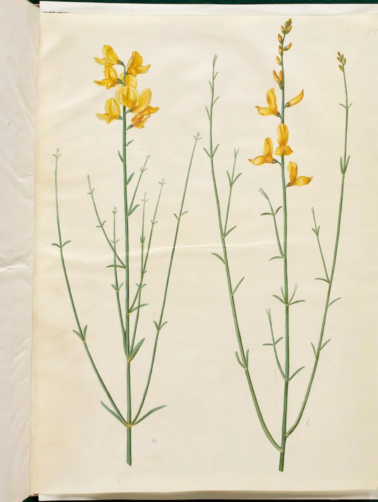 Spartium junceum (spartium), by Unknown, unspecified, 1654