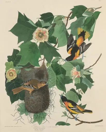 Baltimore Oriole