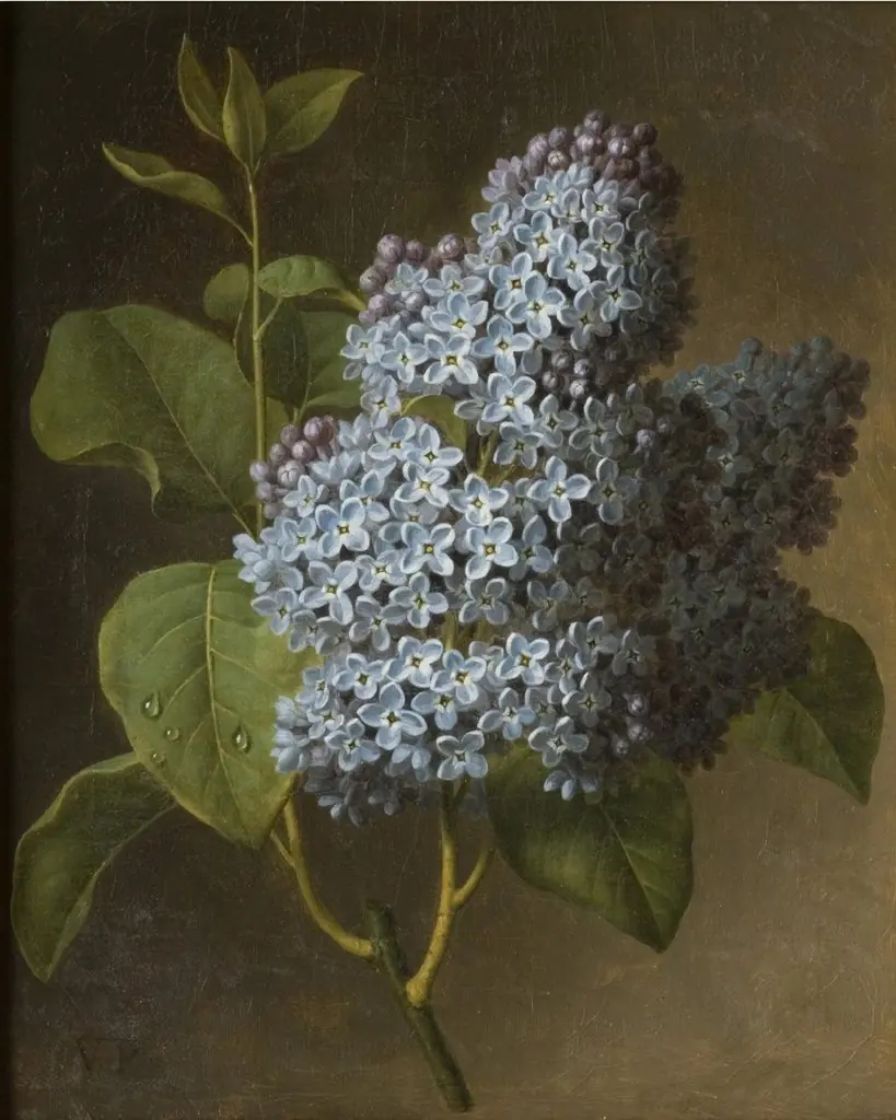 Lilac Blossoms