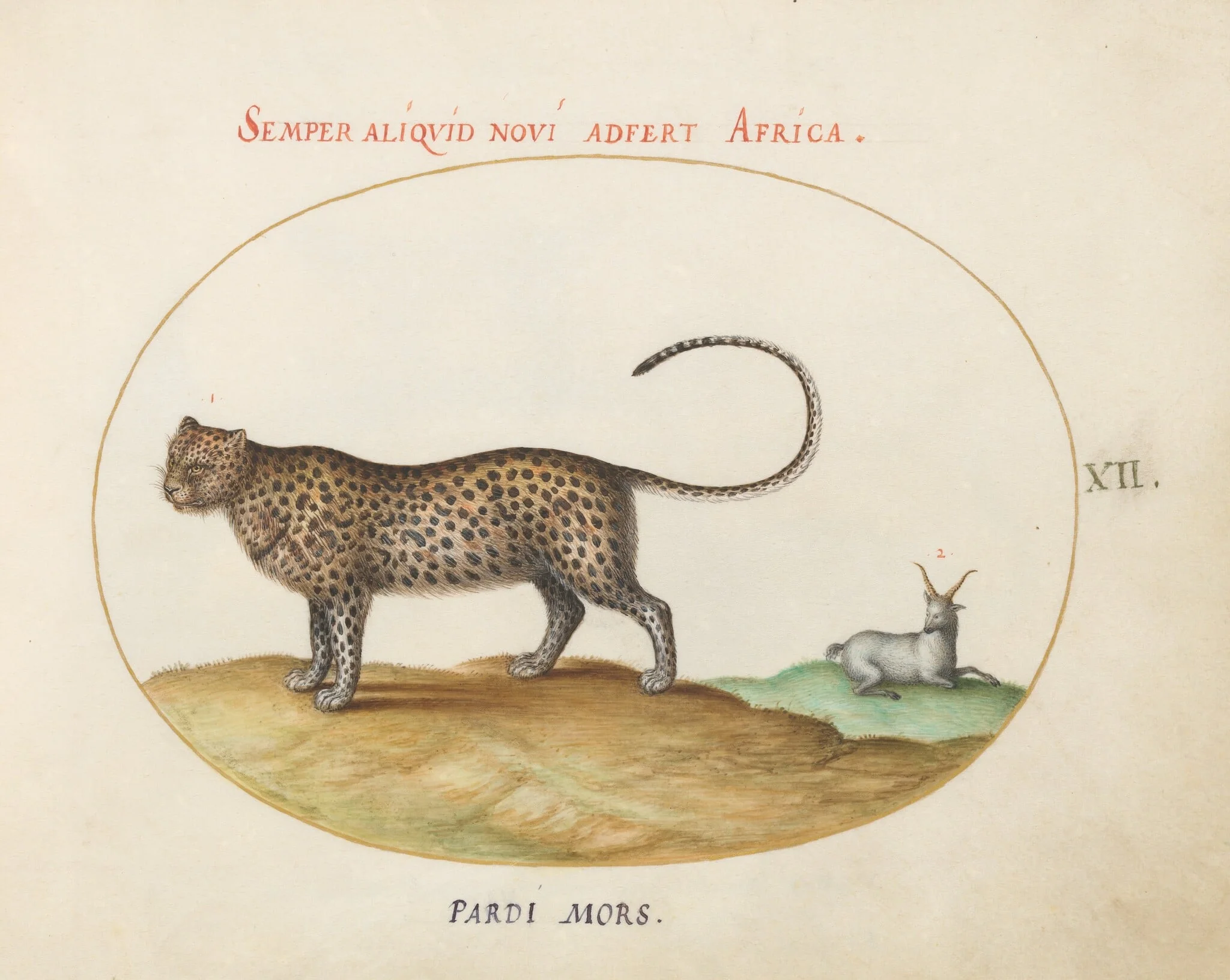 Plate 12: A Cheetah(?) and a Wild Sheep, by Joris Hoefnagel, gouache, 1594