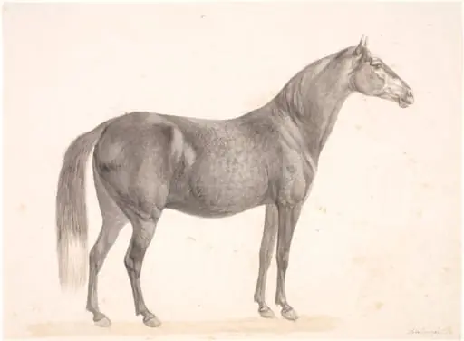 Sort hest