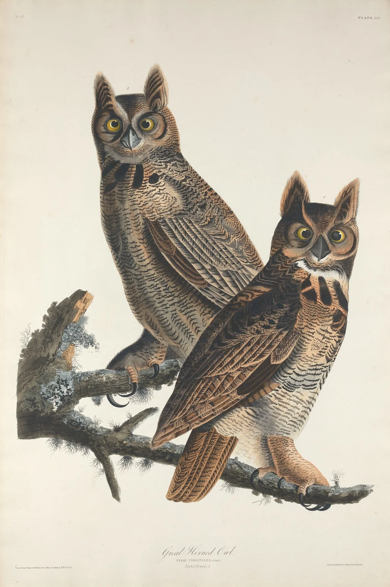 Great Horned Owl, by Robert Havell Jr., ink, 1829