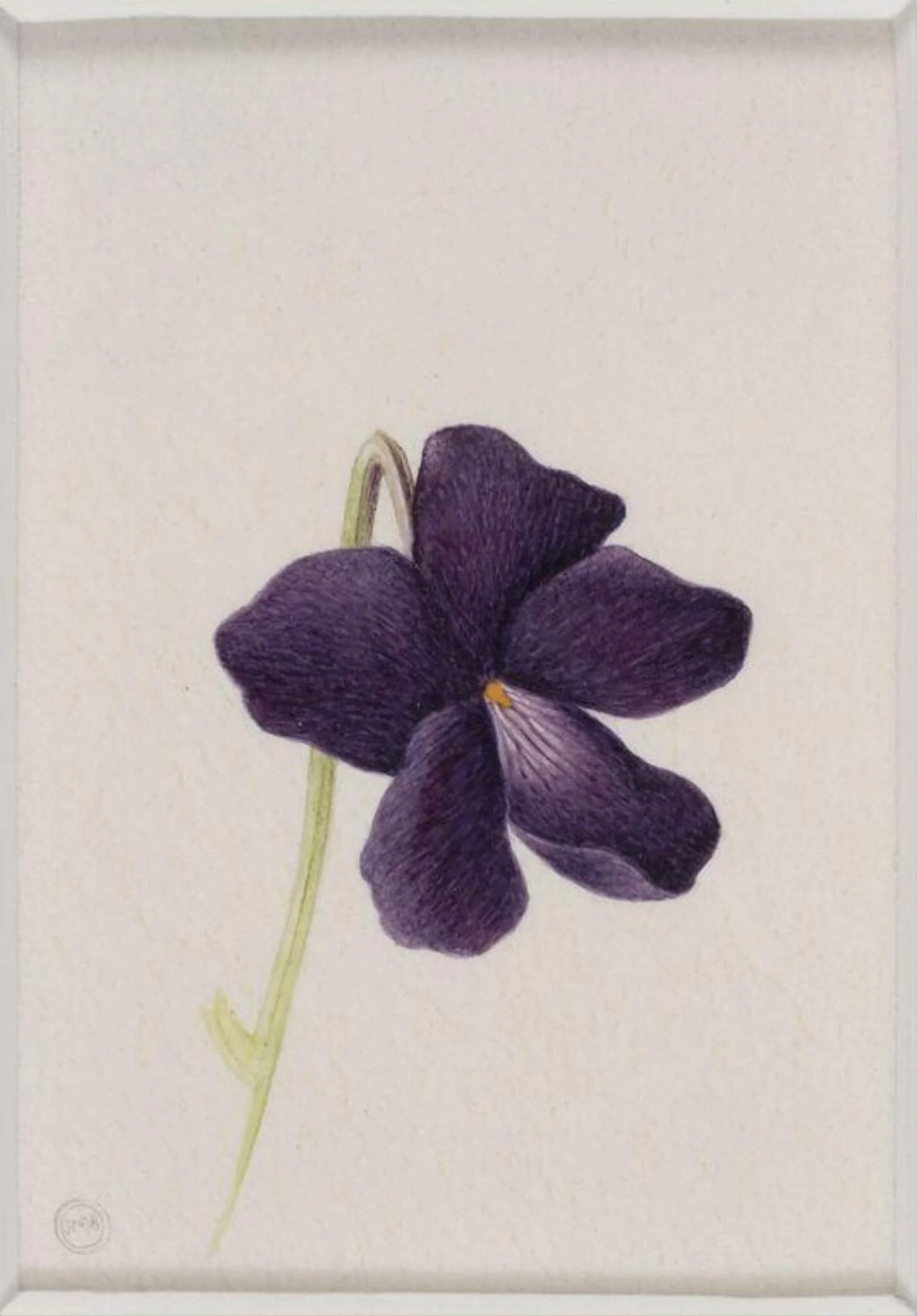 Wild Violet, by Jenny Brasier, watercolor, 2000