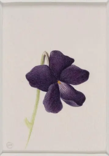 Wild Violet