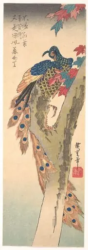 歌川広重画　楓に孔雀|A Peacock Perched on a Maple Tree