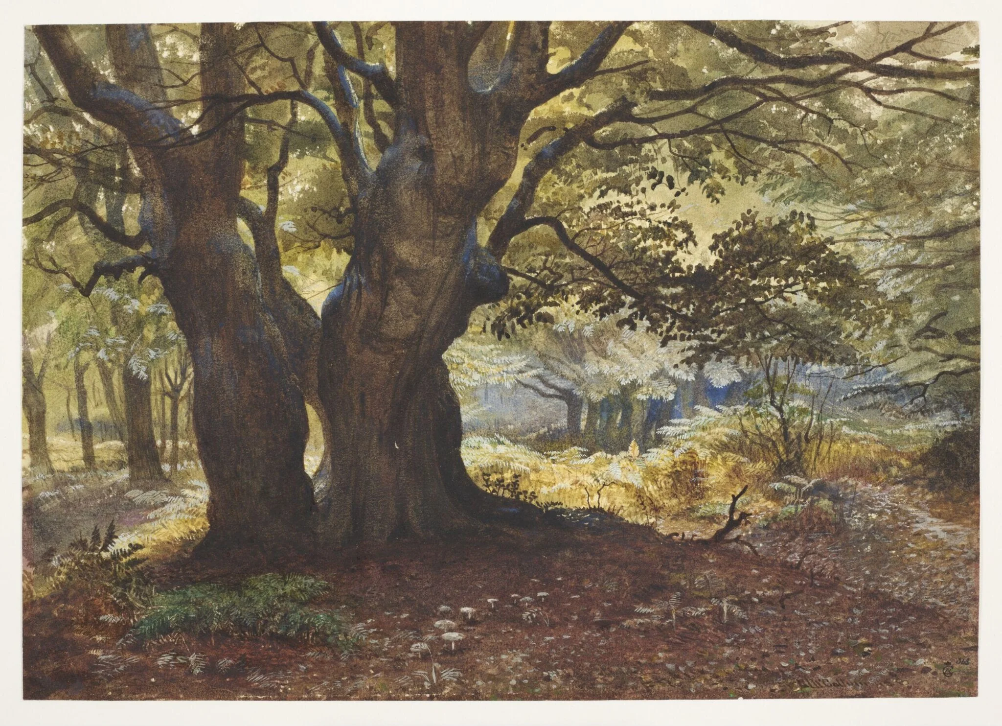 Study of beeches at Epping