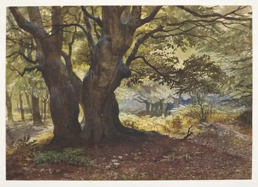 Study of beeches at Epping