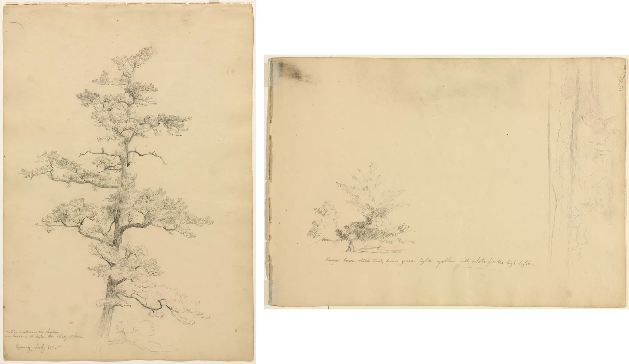 Pine Tree, Conway, New Hampshire (recto); Landscape and Tree Studies (verso), by David Johnson, 1851