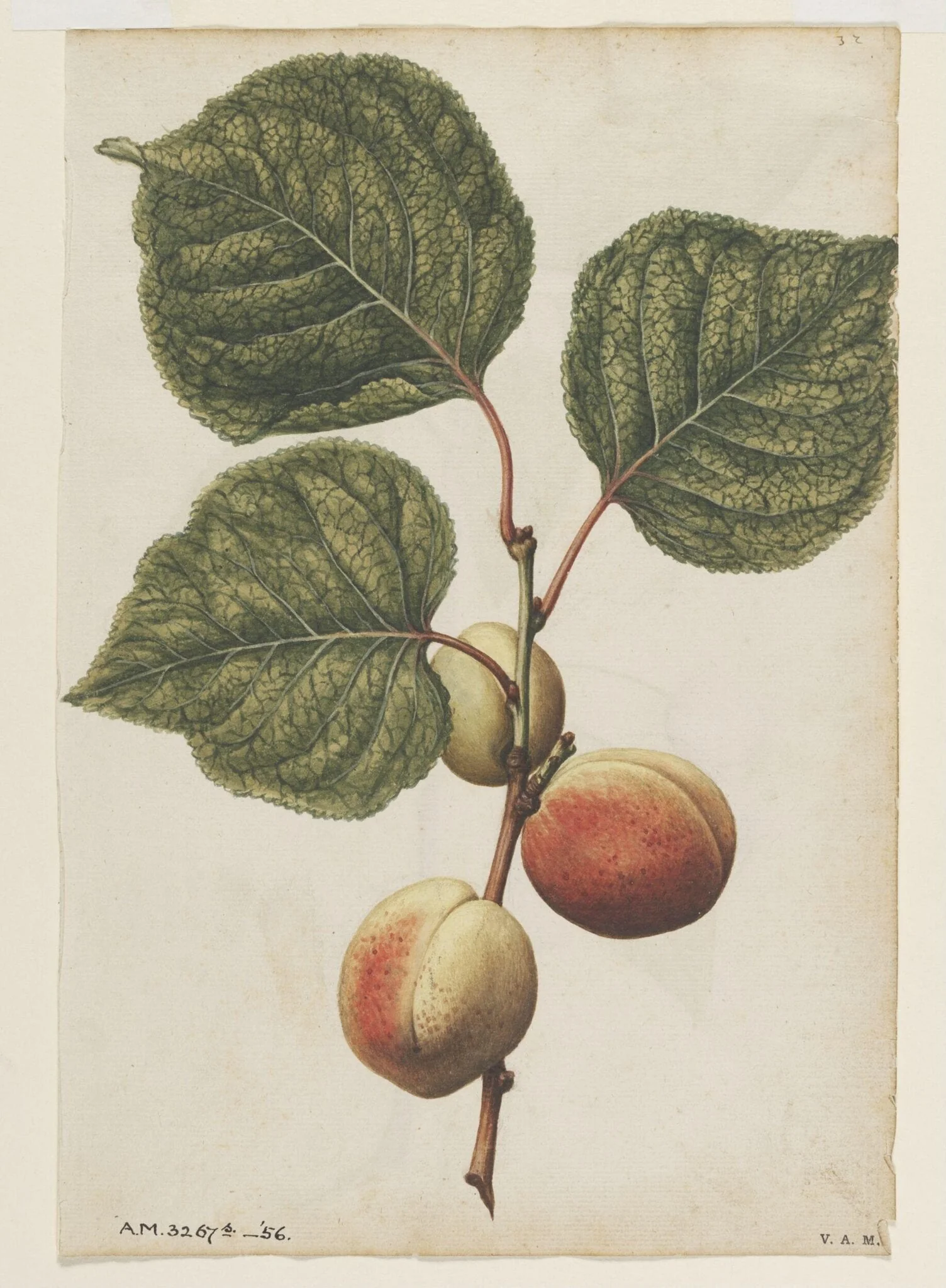 Apricots; Cherries, by Jacques Le Moyne de Morgues, watercolor, 1568
