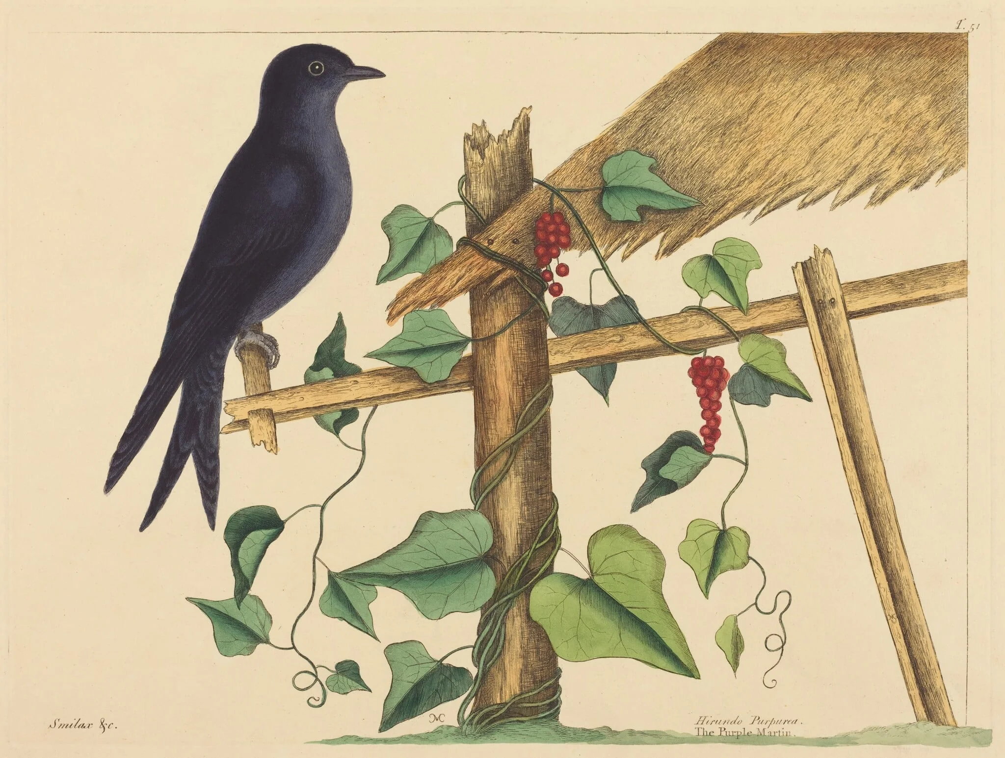 The Purple Martin (Hirundo purpurea)