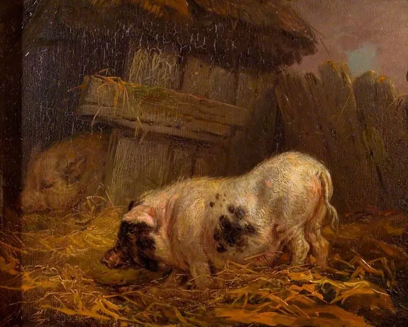 A Chinese Sow