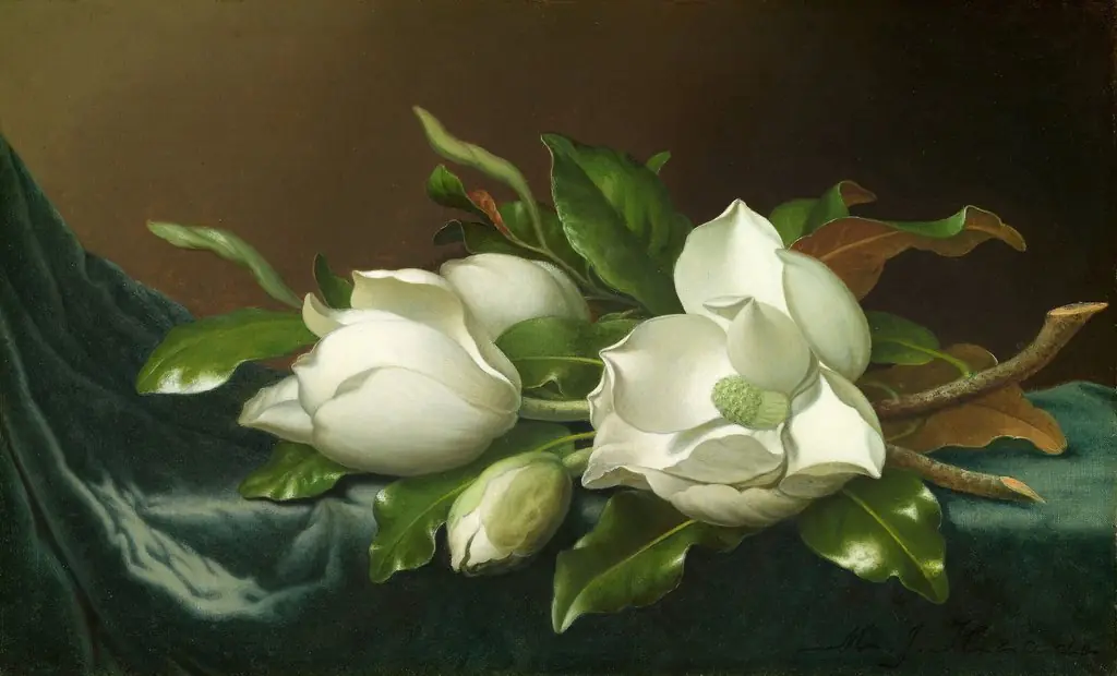 Magnolias on Light Blue Velvet Cloth