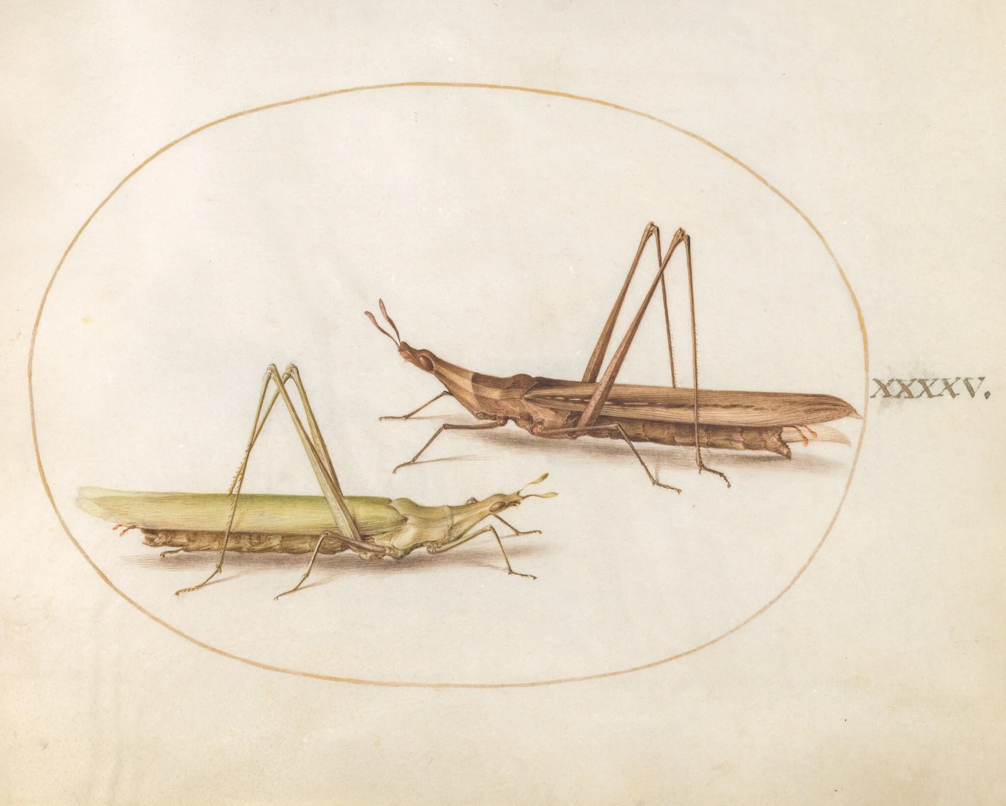 Plate 45: Two Long-Headed Grasshoppers(?), by Joris Hoefnagel, gouache, 1594