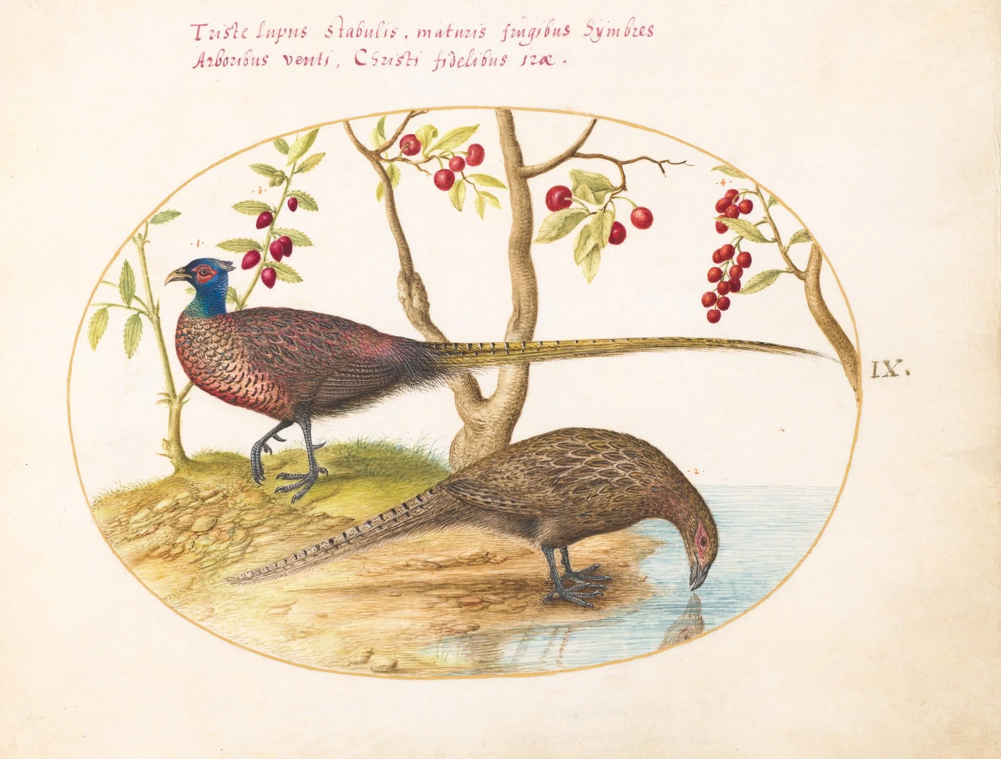 Plate 9: Two Pheasants with Fruiting Plants, by Joris Hoefnagel, gouache, 1594