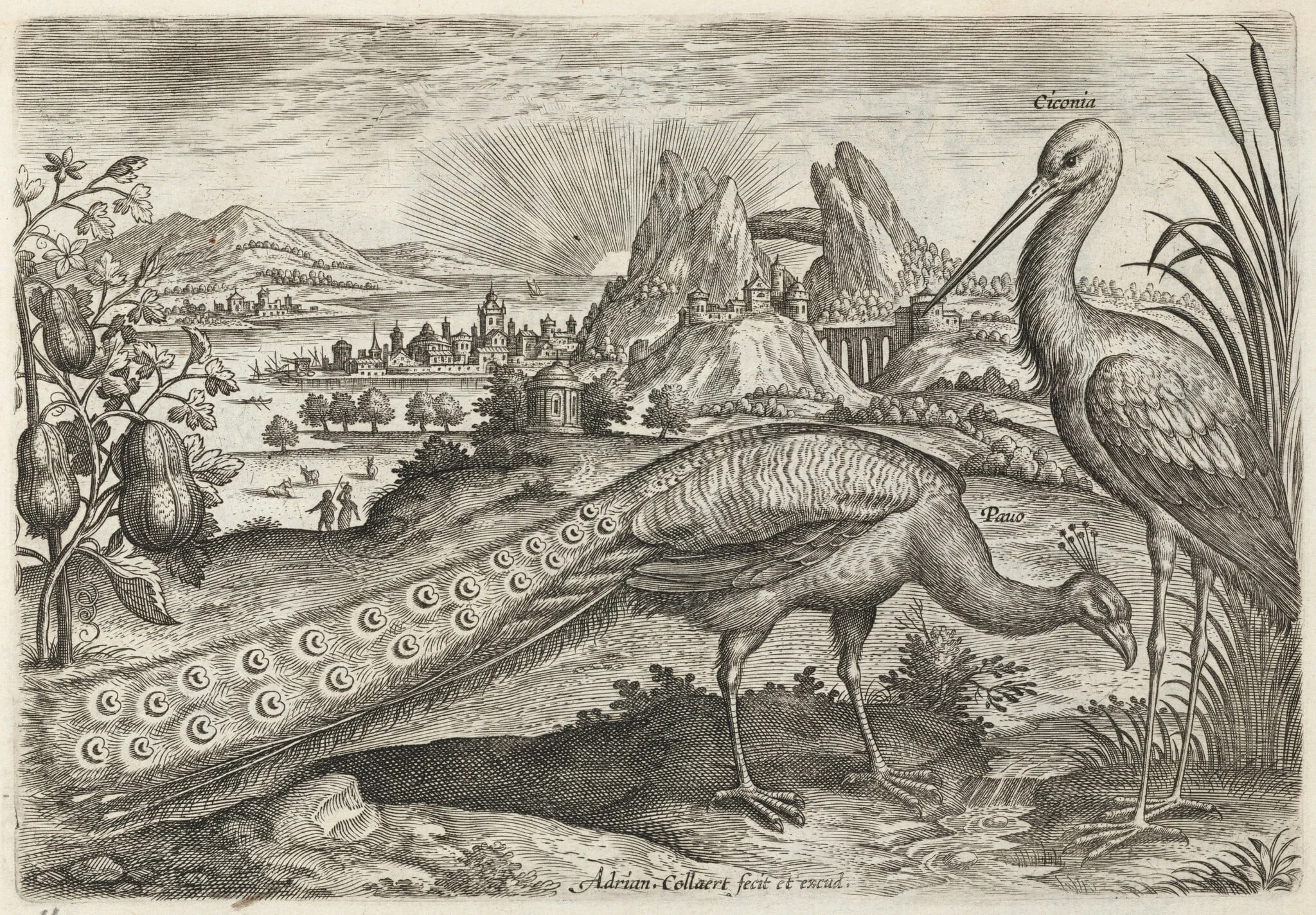 Peacock and Stork, by Adriaen Collaert, ink, 1600