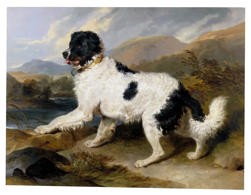 'Lion', a Newfoundland Dog