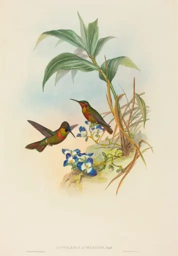 Clytolaema aurescens (Banded Ruby or Gould's Ruby)