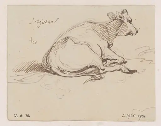 A cow