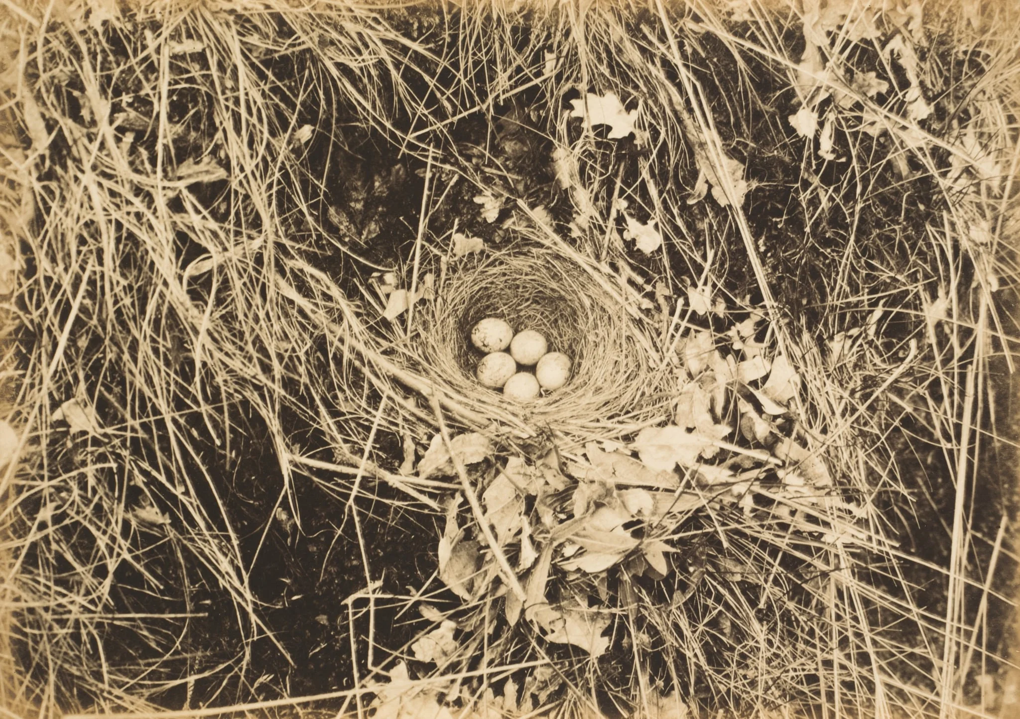 Yellowhammer Nest with Eggs, by Richard Tepe, 1904