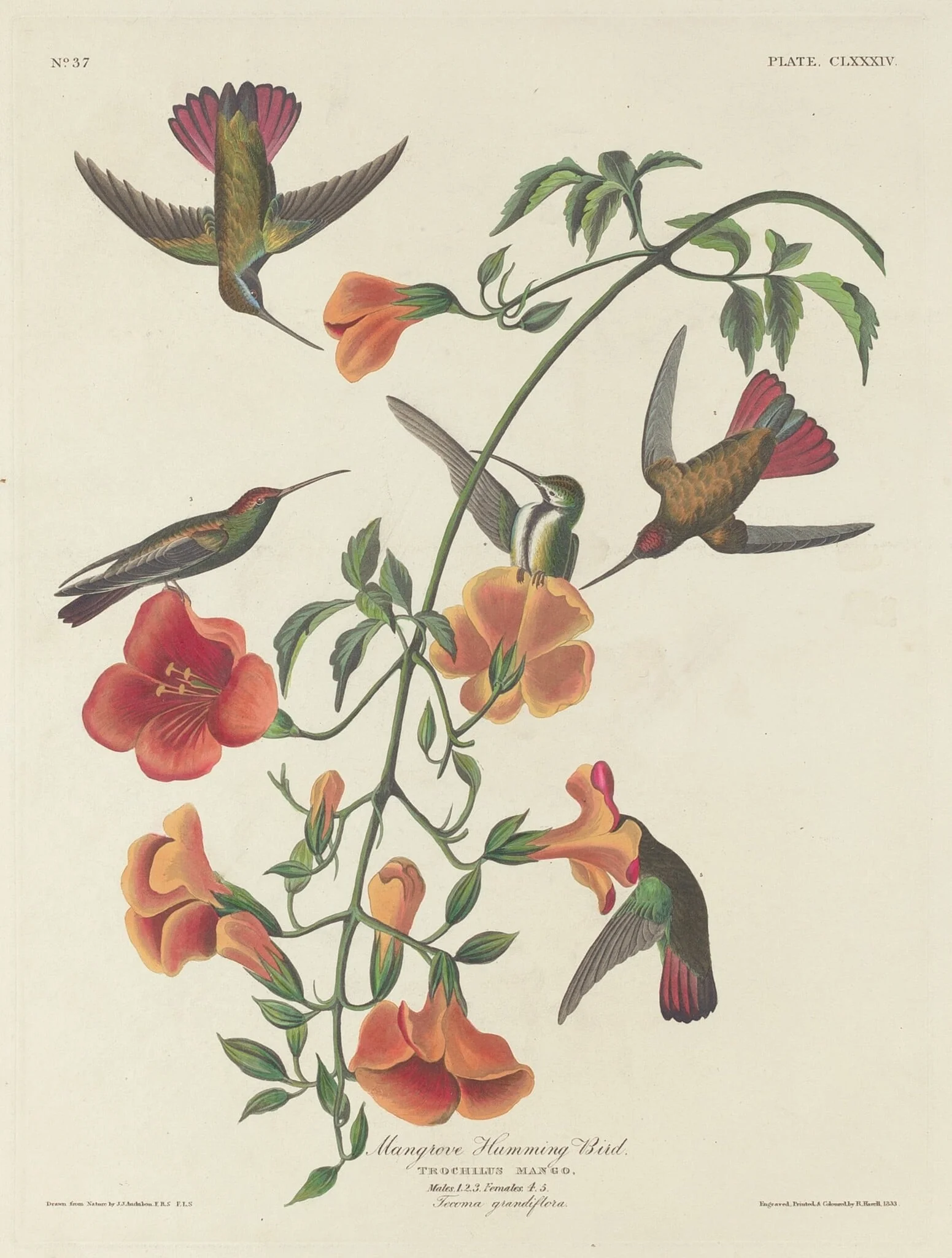 Mangrove Humming Bird
