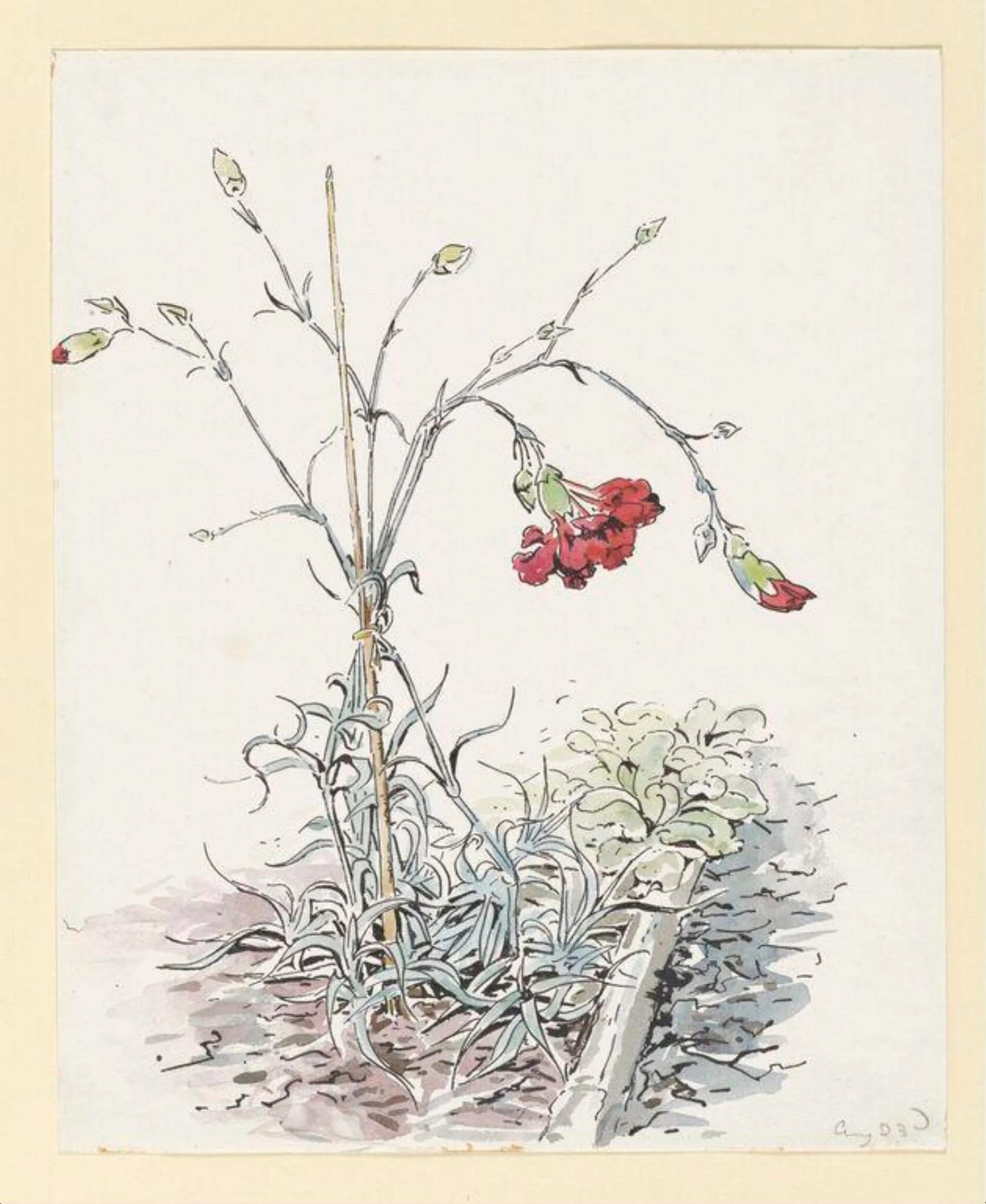 Carnations